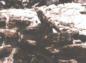 Close-Up Iguana