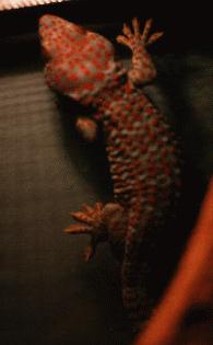 Another photo of Julian's gecko, Spot...