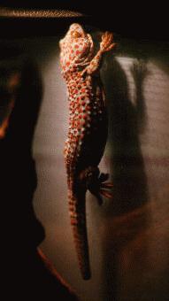 Photo of Julian's gecko, Spot...